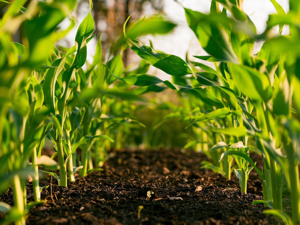 Beneficial Microorganisms for Sustainable Agriculture